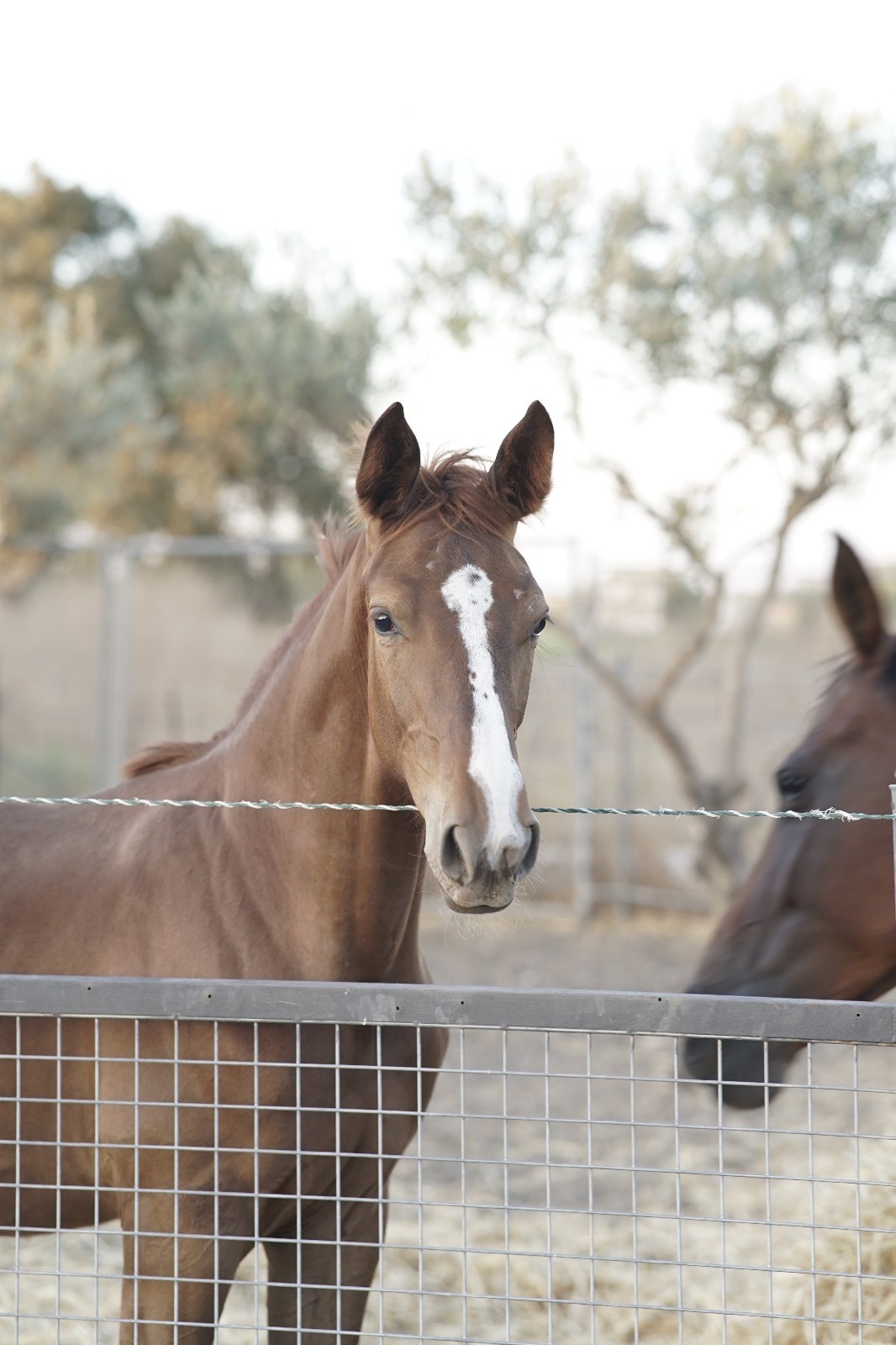 horse
